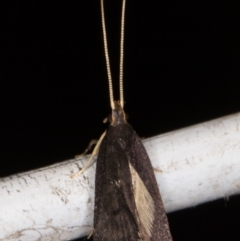 Lecithocera terrigena (Lecithocera terrigena) at Melba, ACT - 30 Dec 2021 by kasiaaus