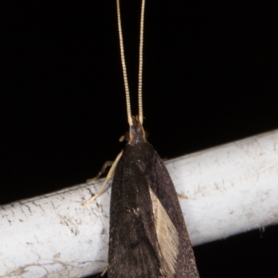 Lecithocera terrigena (Lecithocera terrigena) at Melba, ACT - 30 Dec 2021 by kasiaaus