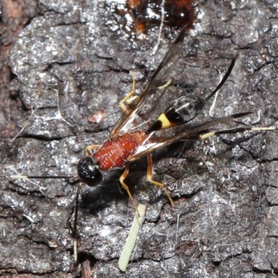 Pristaulacus sp. (genus) (A parasitic wasp) at Fyshwick, ACT - 23 Feb 2022 by TimL