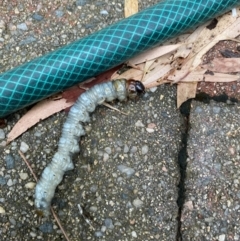 Scarabaeidae (family) at Belconnen, ACT - suppressed