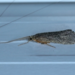 Leptoceridae sp. (family) (Long-horned caddisfly) at Thredbo, NSW - 19 Feb 2022 by jb2602
