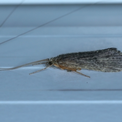 Leptoceridae sp. (family) (Long-horned caddisfly) at Thredbo, NSW - 19 Feb 2022 by jb2602