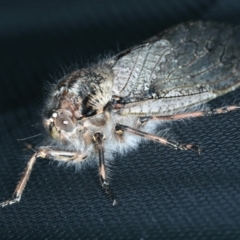 Tettigarcta crinita at Thredbo, NSW - 19 Feb 2022