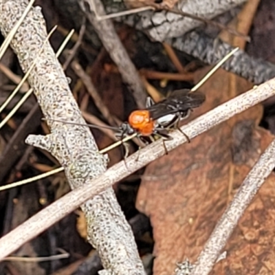 Braconidae (family) (Unidentified braconid wasp) at Molonglo Valley, ACT - 25 Feb 2022 by tpreston