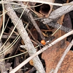 Braconidae (family) at Molonglo Valley, ACT - 25 Feb 2022