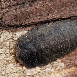 Laxta granicollis at Molonglo Valley, ACT - 25 Feb 2022 12:29 PM