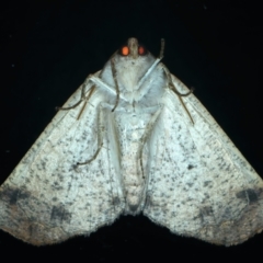 Mnesampela privata at Kosciuszko National Park, NSW - 19 Feb 2022 10:00 PM