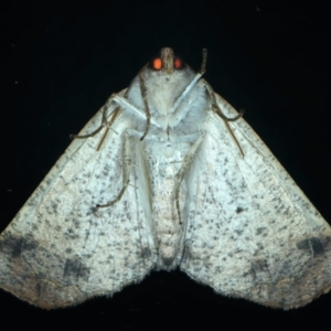 Mnesampela privata at Kosciuszko National Park, NSW - 19 Feb 2022 10:00 PM