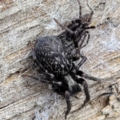 Badumna sp. (genus) (Lattice-web spider) at Molonglo Valley, ACT - 25 Feb 2022 by tpreston