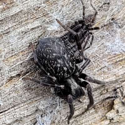 Badumna sp. (genus) (Lattice-web spider) at Molonglo Valley, ACT - 25 Feb 2022 by tpreston