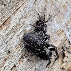 Badumna sp. (genus) at Molonglo Valley, ACT - 25 Feb 2022 12:28 PM