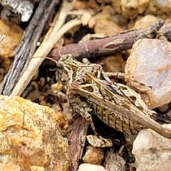 Paratettix australis (A pygmy grasshopper) at Stromlo, ACT - 25 Feb 2022 by trevorpreston