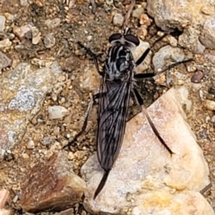 Cerdistus exilis at Stromlo, ACT - 25 Feb 2022