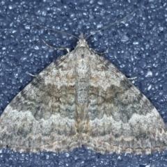 Chrysolarentia opipara (Sumptuous Carpet) at Kosciuszko National Park - 19 Feb 2022 by jb2602