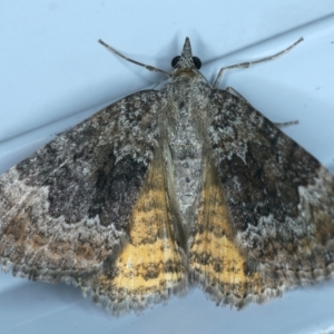 Chrysolarentia opipara at Kosciuszko National Park, NSW - 19 Feb 2022 09:26 PM