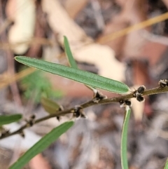 Hovea heterophylla (Common Hovea) at Molonglo Valley, ACT - 25 Feb 2022 by tpreston