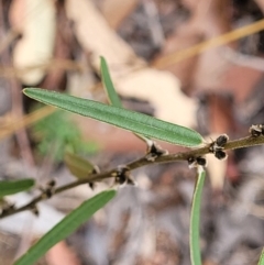 Hovea heterophylla (Common Hovea) at Molonglo Valley, ACT - 25 Feb 2022 by trevorpreston