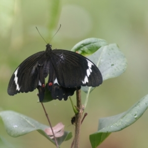 Papilio aegeus at Downer, ACT - 25 Feb 2022 01:09 PM