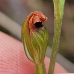 Speculantha rubescens at Stromlo, ACT - 25 Feb 2022