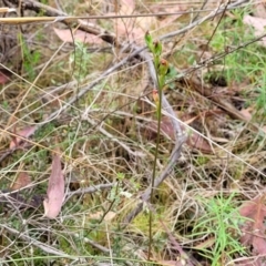 Speculantha rubescens at Stromlo, ACT - 25 Feb 2022