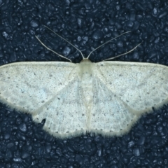 Scopula optivata (Varied Wave) at Kosciuszko National Park - 19 Feb 2022 by jb2602