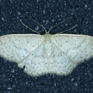 Scopula optivata at Thredbo, NSW - 19 Feb 2022 08:41 PM