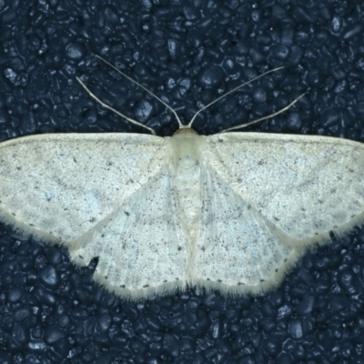 Scopula optivata (Varied Wave) at Thredbo, NSW - 19 Feb 2022 by jb2602