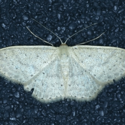 Scopula optivata (Varied Wave) at Thredbo, NSW - 19 Feb 2022 by jb2602