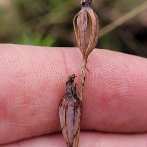 Thelymitra sp. at Stromlo, ACT - 25 Feb 2022