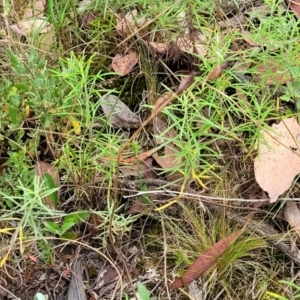 Thelymitra sp. at Stromlo, ACT - 25 Feb 2022