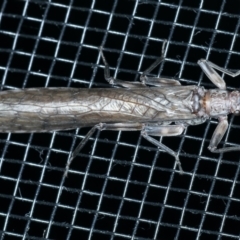 Illiesoperla sp. (genus) (A stonefly) at Kosciuszko National Park - 19 Feb 2022 by jb2602