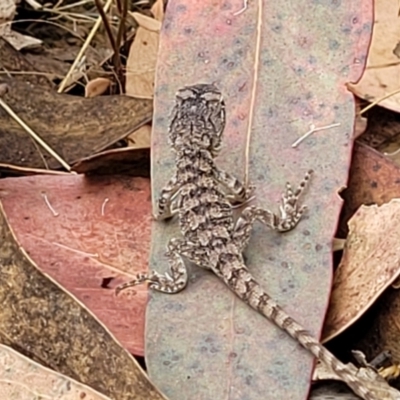 Amphibolurus muricatus (Jacky Lizard) at Piney Ridge - 25 Feb 2022 by trevorpreston