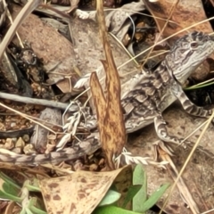 Amphibolurus muricatus at Molonglo Valley, ACT - 25 Feb 2022 12:40 PM