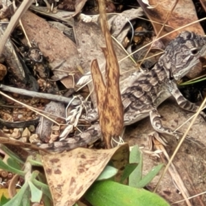 Amphibolurus muricatus at Molonglo Valley, ACT - 25 Feb 2022