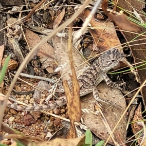 Amphibolurus muricatus at Molonglo Valley, ACT - 25 Feb 2022