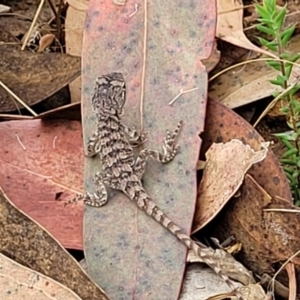 Amphibolurus muricatus at Molonglo Valley, ACT - 25 Feb 2022