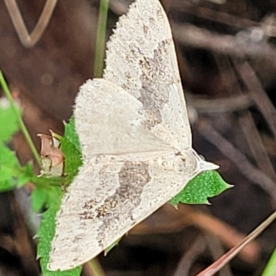 Dichromodes molybdaria (Plain Heath Moth) at Molonglo Valley, ACT - 25 Feb 2022 by trevorpreston
