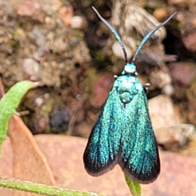 Pollanisus viridipulverulenta (Satin-green Forester) at Molonglo Valley, ACT - 25 Feb 2022 by tpreston