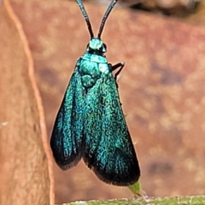 Pollanisus viridipulverulenta at Molonglo Valley, ACT - 25 Feb 2022