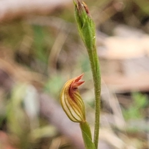 Speculantha rubescens at Molonglo Valley, ACT - suppressed