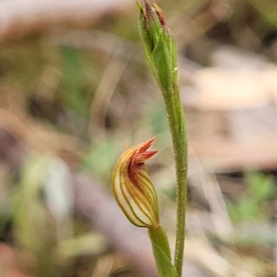 Speculantha rubescens (Blushing Tiny Greenhood) at Molonglo Valley, ACT - 25 Feb 2022 by trevorpreston