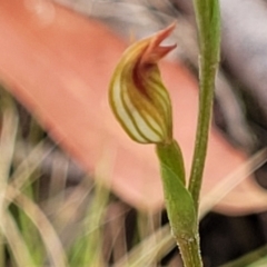 Speculantha rubescens at Molonglo Valley, ACT - suppressed