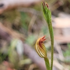 Speculantha rubescens at Molonglo Valley, ACT - suppressed