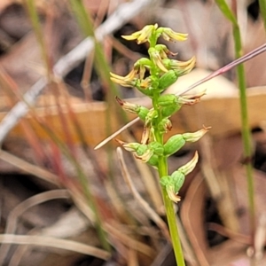 Corunastylis clivicola at Molonglo Valley, ACT - 25 Feb 2022