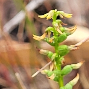 Corunastylis clivicola at Molonglo Valley, ACT - 25 Feb 2022