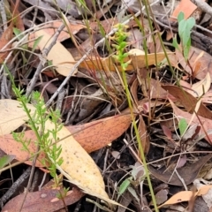 Corunastylis clivicola at Molonglo Valley, ACT - suppressed