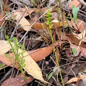 Corunastylis clivicola at Molonglo Valley, ACT - suppressed