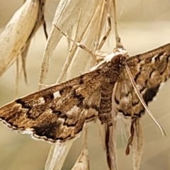 Nacoleia rhoeoalis (A Crambid moth (Spilomelinae) at Molonglo Valley, ACT - 25 Feb 2022 by trevorpreston