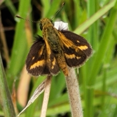 Taractrocera papyria (White-banded Grass-dart) at Molonglo Valley, ACT - 25 Feb 2022 by trevorpreston