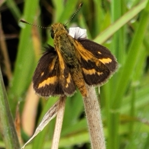 Taractrocera papyria at Molonglo Valley, ACT - 25 Feb 2022